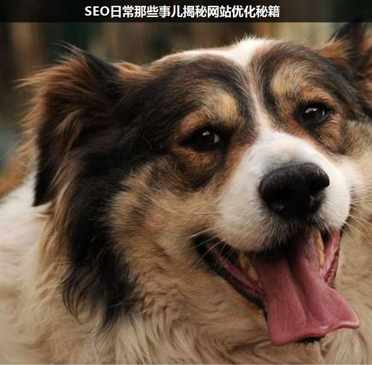 SEO日常那些事兒揭秘網(wǎng)站優(yōu)化秘籍