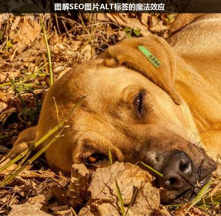 圖解SEO圖片ALT標(biāo)簽的魔法效應(yīng)